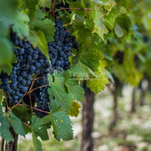 Галерея Шато де Талю #0