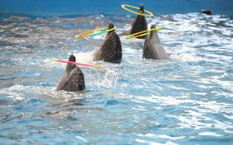 Дельфинарий Анапы