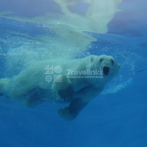 Галерея Сафари-парк Геленджик #4