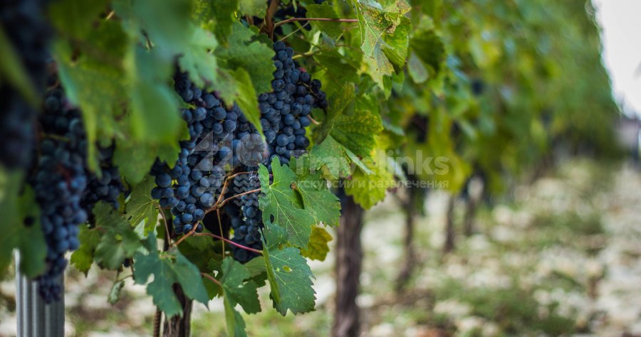 Галерея Шато де Талю #0