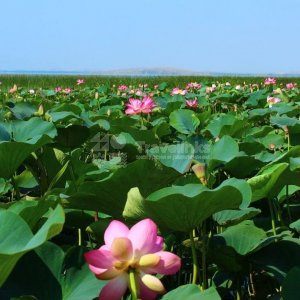 Ахтанизовский лиман и Долина лотосов