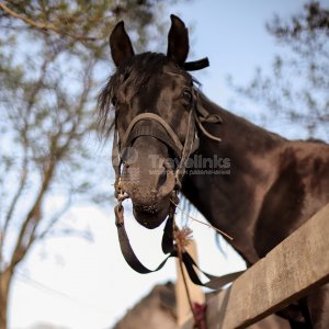 Галерея Прогулка на лошадях к озеру  (1 час) #1