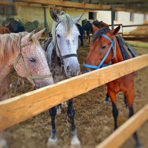 Галерея Конные прогулки в Фадеево #2