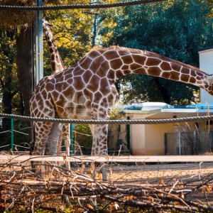 Галерея Сафари-парк Геленджик #3