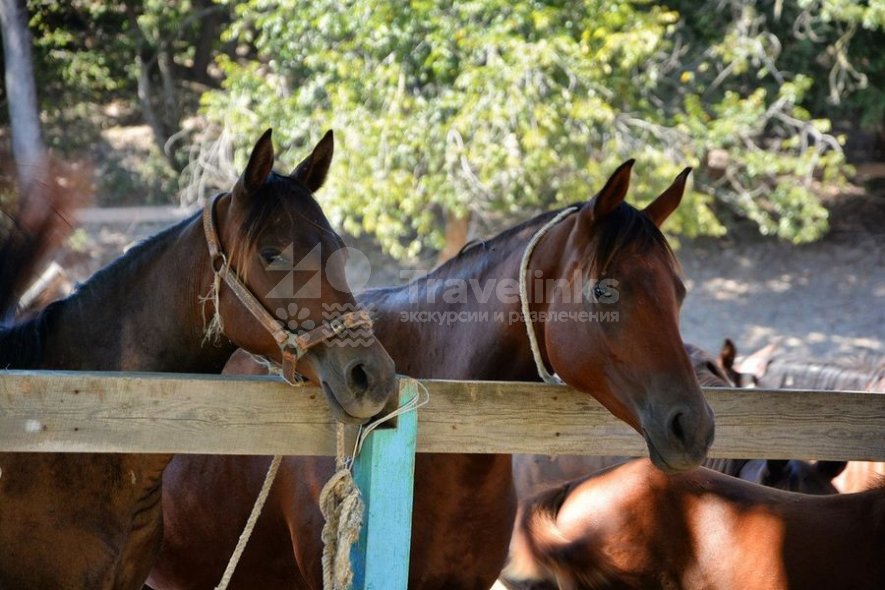Галерея Конные прогулки в долине Сукко #2