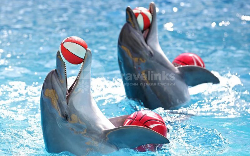 Дельфинарии