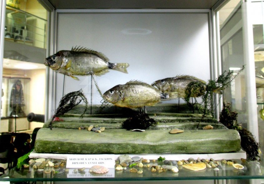 Галерея Геленджикский историко-краеведческий музей #2