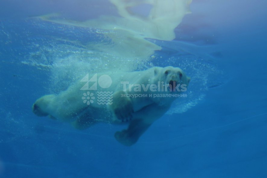 Галерея Сафари-парк Геленджик #4