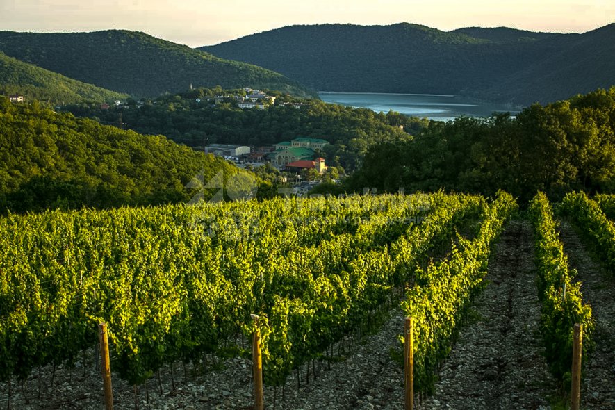 Галерея Вечерний Абрау-Дюрсо #2