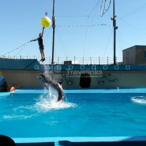 Галерея Дельфинарий Архипо-Осиповка #1