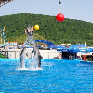 Дельфинарий Архипо-Осиповка