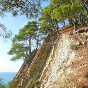 Галерея Джанхотский бор #1