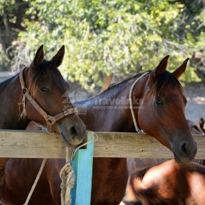 Галерея Конные прогулки в долине Сукко #2