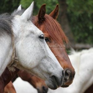 Галерея Конные прогулки в долине Сукко #1