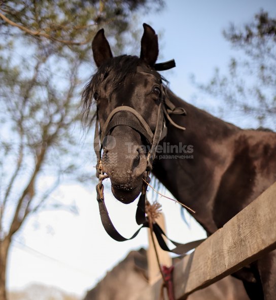 Галерея Прогулка на лошадях к озеру  (1 час) #1