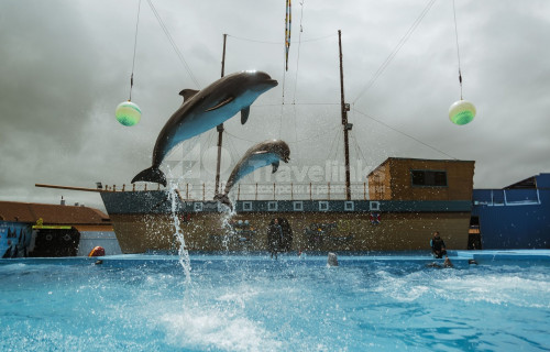 Шоу с дельфинами