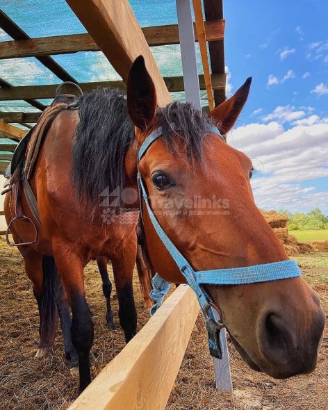Галерея Конные прогулки в Фадеево #1