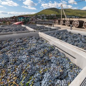 Галерея Экскурсия на винодельню Мысхако #2