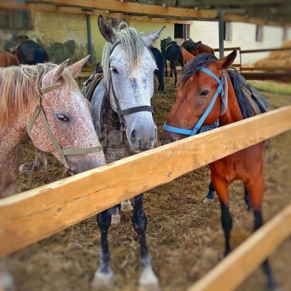 Галерея Конные прогулки в Фадеево #2