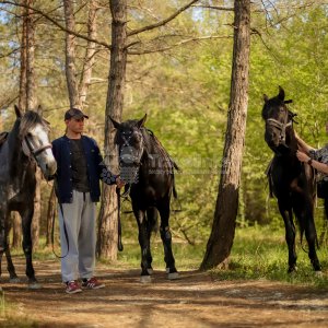 Галерея Прогулка на лошадях к озеру  (1 час) #2