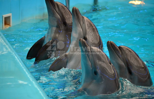 Геленжикский дельфинарий