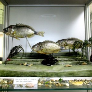 Галерея Геленджикский историко-краеведческий музей #2