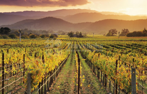 Винодельни