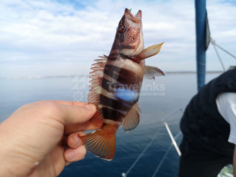 Морская рыбалка на яхте, катере