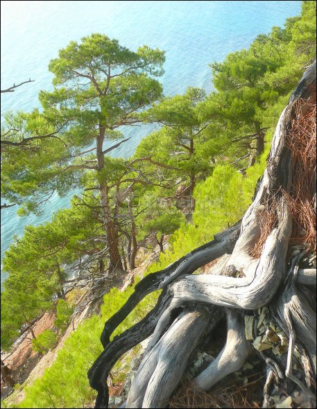 Галерея Джанхотский бор #2