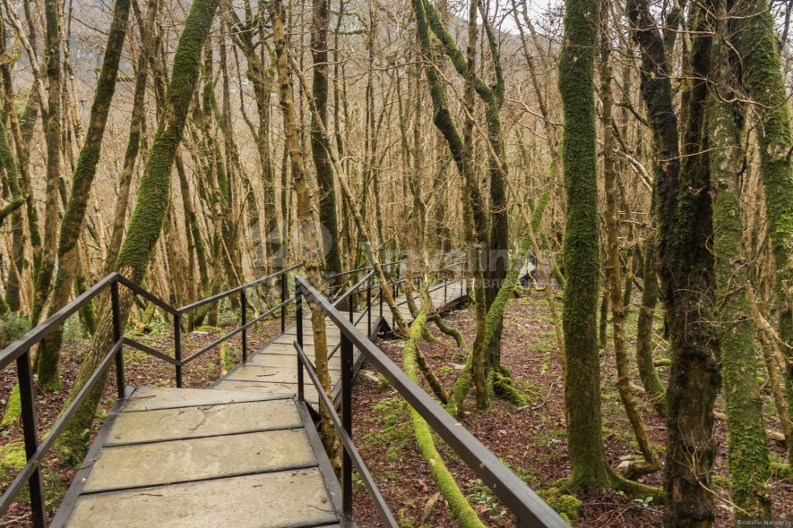 Галерея Тисо-самшитовая роща #1