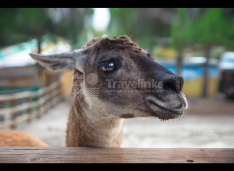 Галерея Сафари-парк Геленджик #2