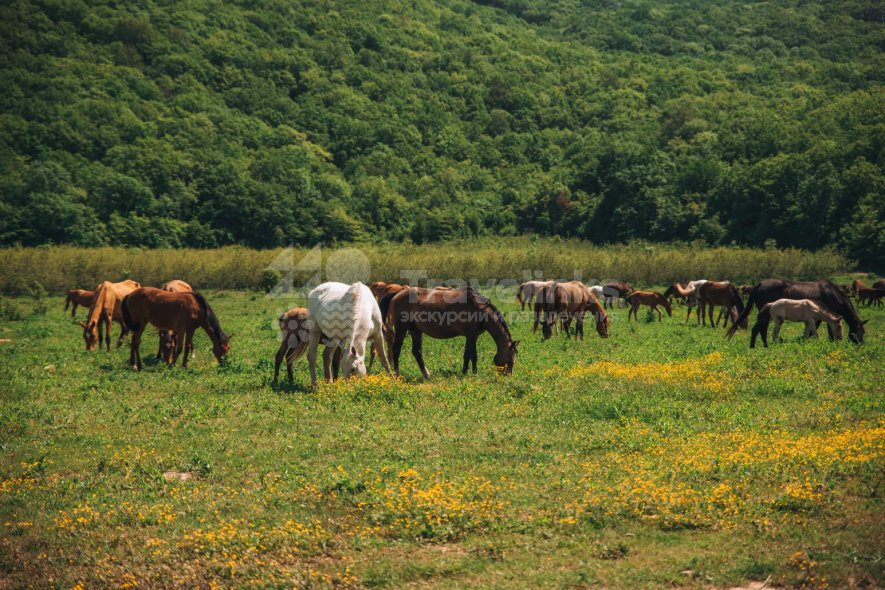 Галерея Прогулка на лошадях к озеру  (1 час) #0