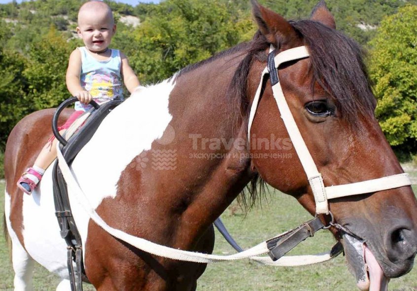Галерея Конные прогулки в Прасковеевке #0
