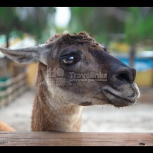 Галерея Сафари-парк Геленджик #2