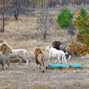 Галерея Белая скала + мыс Хамелеон/ парк Львов #1