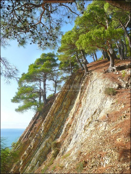 Галерея Джанхотский бор #1