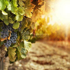 Галерея Шато де Талю (Chateau de Talu) #0