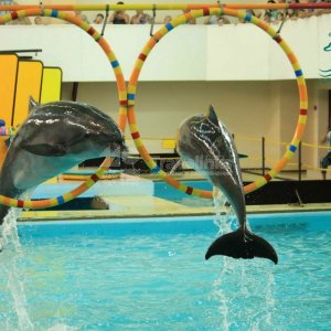 Галерея Геленжикский дельфинарий #1