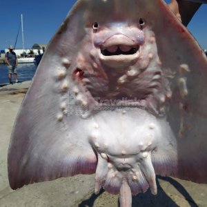 Галерея Морская рыбалка на яхте, катере #2