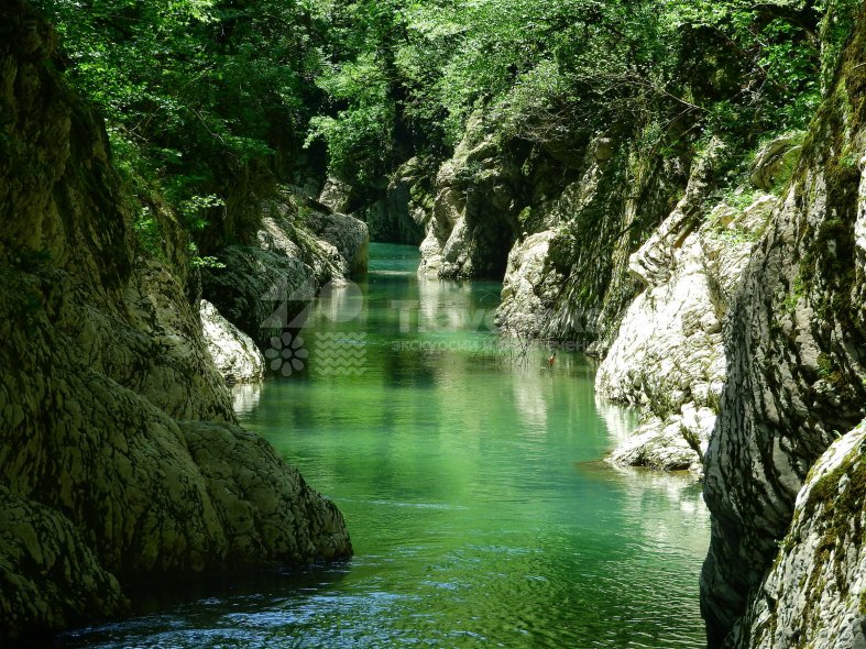 Тисо-самшитовая роща