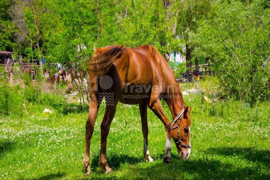 Галерея Конные прогулки в долине Сукко #0