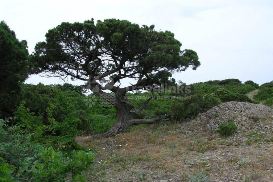 Галерея Кипарисовое озеро #1