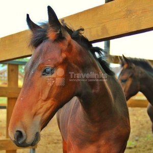 Конные прогулки в Фадеево