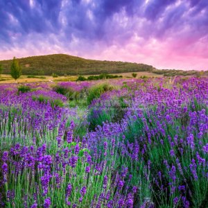 Фототур «Лавандовые поля»