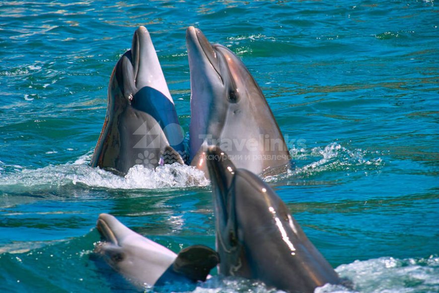 Дельфинарий Большого Утриша